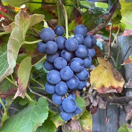 Matilda Iii - Naturidyll Mit Komfort