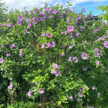 Matilda Iii - Naturidyll Mit Komfort 펜션