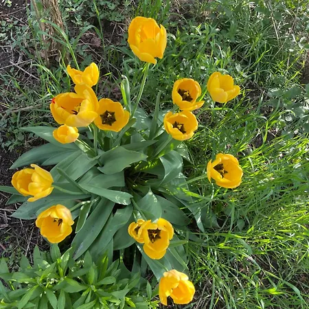 Matilda Iii - Naturidyll Mit Komfort