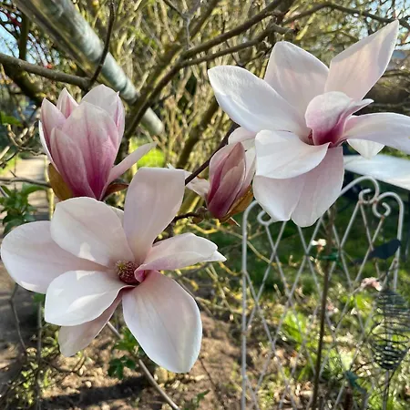 Matilda Iii - Naturidyll Mit Komfort *