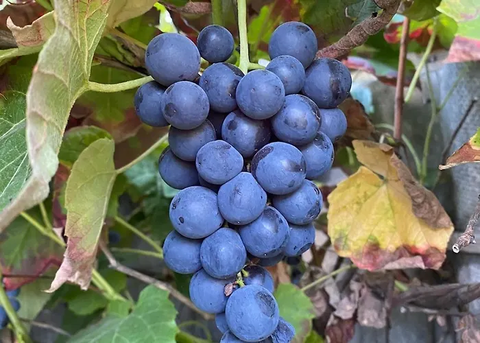 Matilda Iii - Naturidyll Mit Komfort