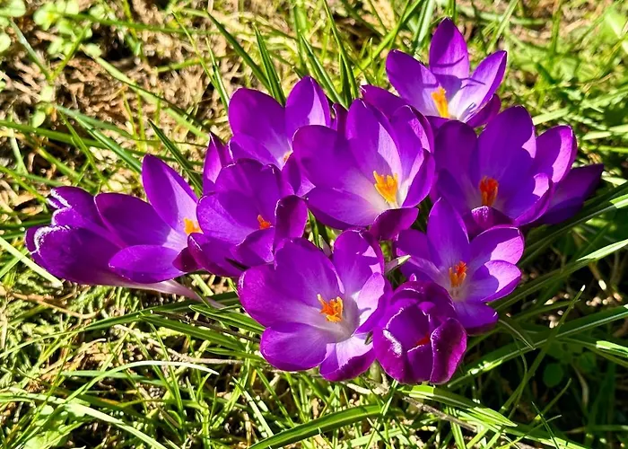 別荘 Matilda Iii - Naturidyll Mit Komfort *