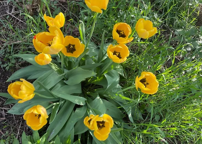 Matilda Iii - Naturidyll Mit Komfort